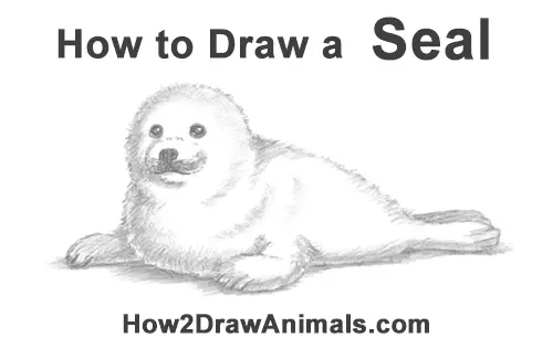 How to Draw a Fluffy Cute Baby Harp Seal Pup