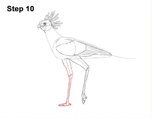 How to Draw a Secretary Bird Walking Side View 10