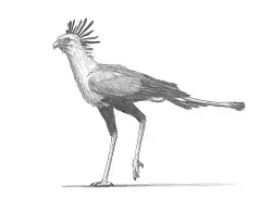 How to Draw a Secretary Bird Walking Side View