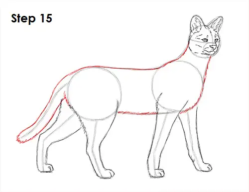 How to Draw a Serval
