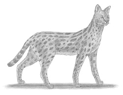 How to Draw a Serval