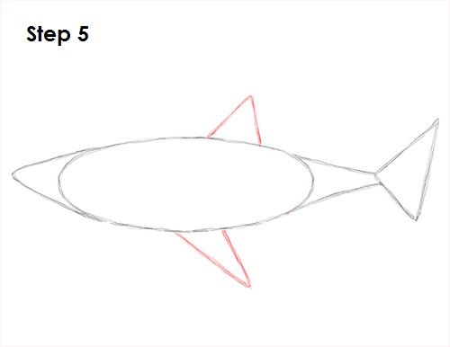 Draw Great White Shark 5