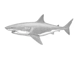 How to Draw a Great White Shark Side View