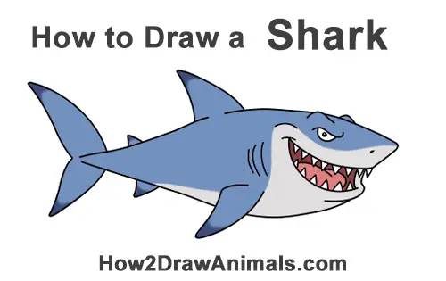 How to Draw a Tough Cartoon Great White Shark