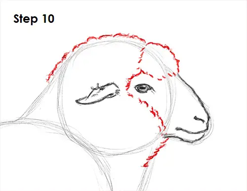 Draw Sheep 10