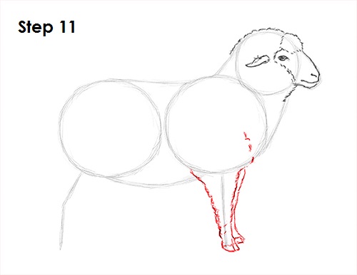 Sheep Drawing 11 Draw Sheep 11