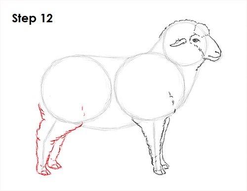 Draw Sheep 12