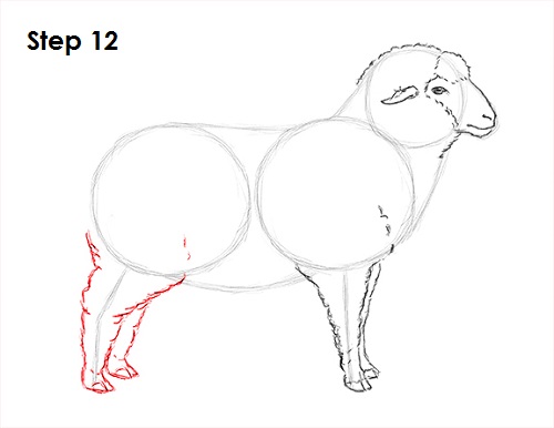 Sheep Drawing 12 Draw Sheep 12