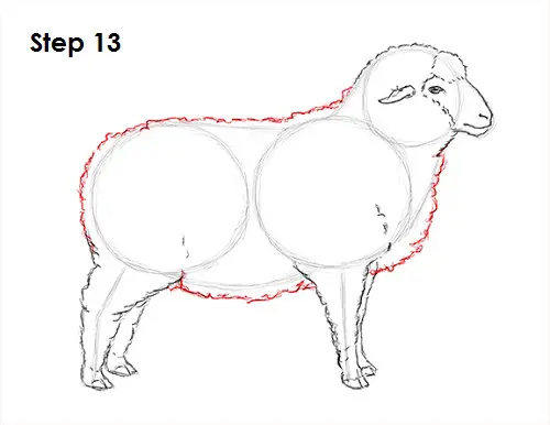 Draw Sheep 13