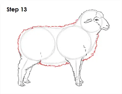 Sheep Drawing 13 Draw Sheep 13