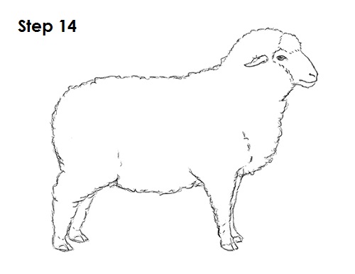 Draw Sheep 14