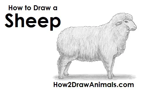 Draw Sheep