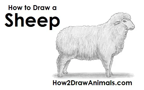 Sheep Drawing Draw Sheep