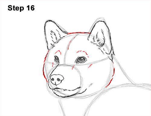 How to Draw a Shiba Inu Puppy Dog 16