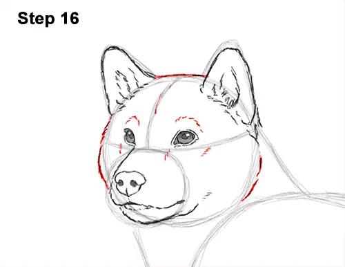 How to Draw a Dog (Shiba Inu) VIDEO & Step-by-Step Pictures