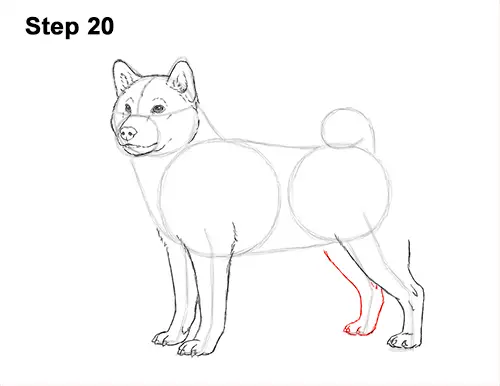How to Draw a Shiba Inu Puppy Dog 20