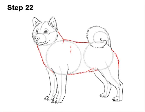 How to Draw a Shiba Inu Puppy Dog 22
