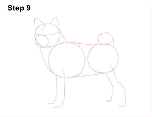 How to Draw a Shiba Inu Puppy Dog 9