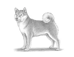 How to Draw a Shiba Inu Puppy Dog