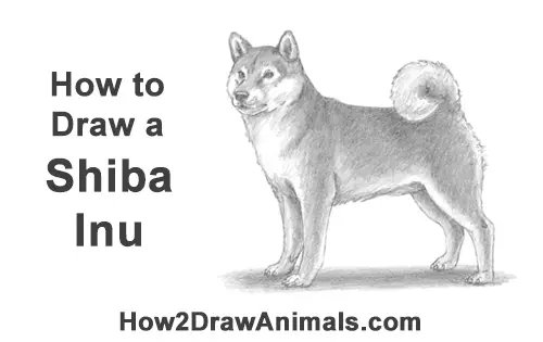 How to Draw a Shiba Inu Puppy Dog