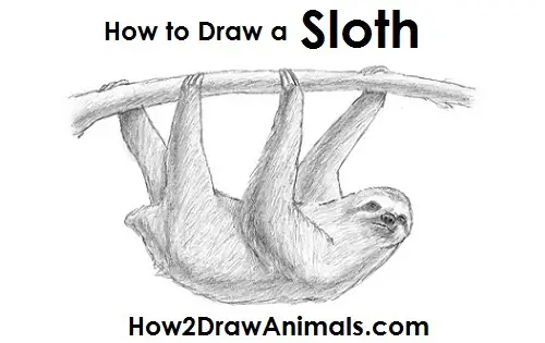 Sloth Drawing Draw Sloth