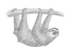 How to Draw a Three-toed Sloth Upside-Down Side View