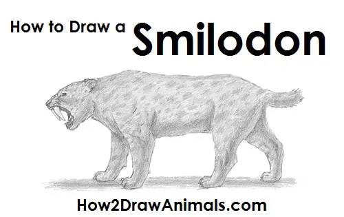 Draw a Saber-Tooth Tiger Draw a Smilodon