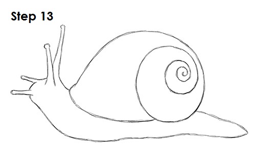 Draw Snail 13