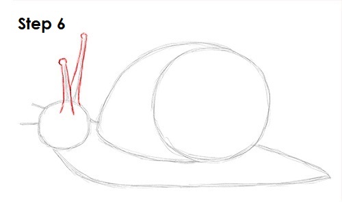 Snail Drawing 6 Draw Snail 6
