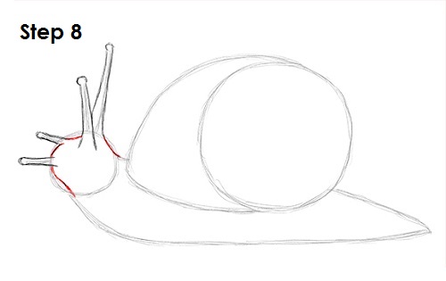 Snail Drawing 8 Draw Snail 8