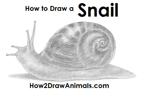 Draw a Snail