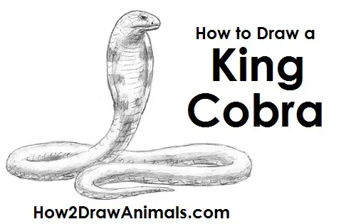 How to Draw a King Cobra Snake Hood Side View