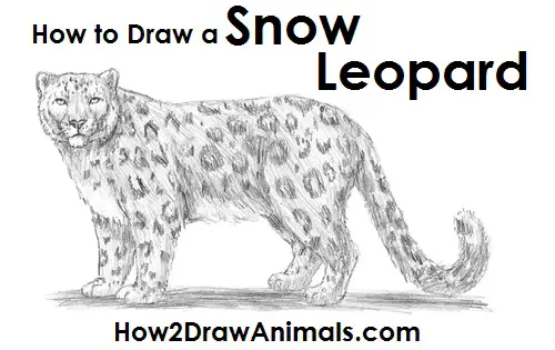 How to Draw a Snow Leopard Side View