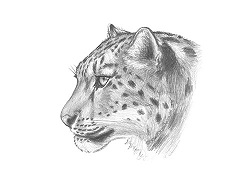 How to Draw a Snow Leopard Head Detail