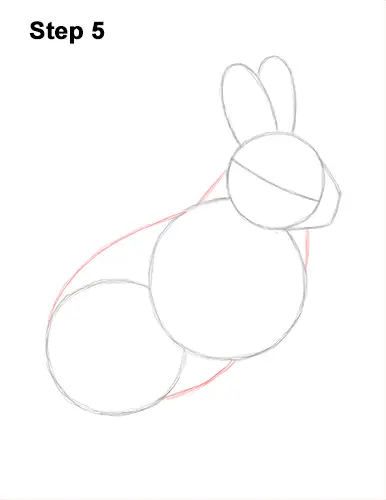 How to Draw a Snowshoe Hare Rabbit Sitting 5