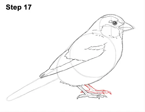 How to Draw a Sparrow