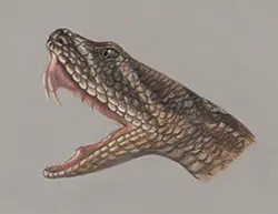 Rattlesnake Snake Mouth Fangs Special Portrait Drawing