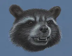 Rocket Raccoon Special Portrait Drawing Guardians of the Galaxy