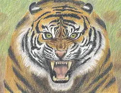 Special Portrait Drawing Tiger Roaring