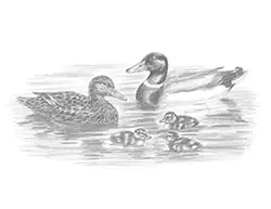 Special Mallard Duck Family Drawing Ducklings Water