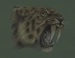 Smilodon Saber-Toothed Tiger Cat Special Portrait Drawing
