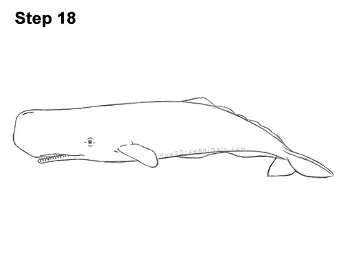 sperm whale Draw Porno photo Biggest lesbian orgy