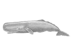 How to Draw a Sperm Whale Side