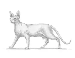 How to Draw a Sphynx Hairless Cat Side