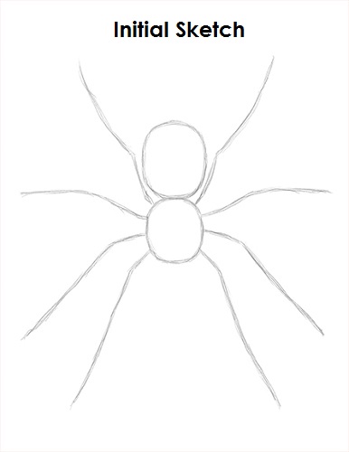 Draw Spider Sketch