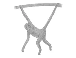 How to Draw a Spider Monkey