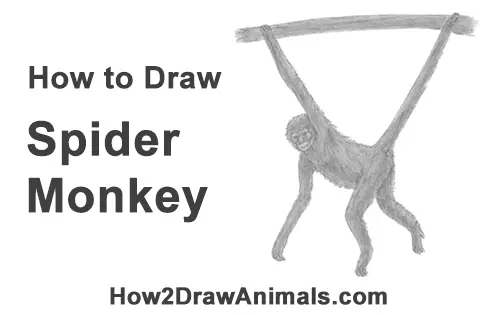 How to Draw a Spider Monkey