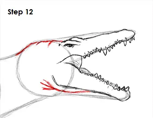 How to Draw a Spinosaurus Dinosaur