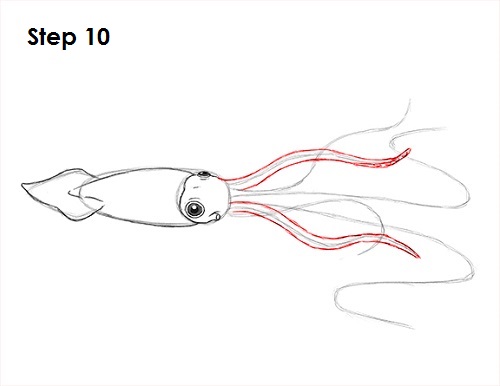 Squid Drawing 10 Draw Squid 10