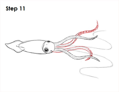 Squid Drawing 11 Draw Squid 11